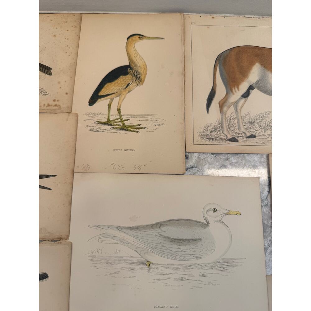 Collection of 15 Antique Ornithological & Natural History Prints Various Animals - Picture 10 of 13